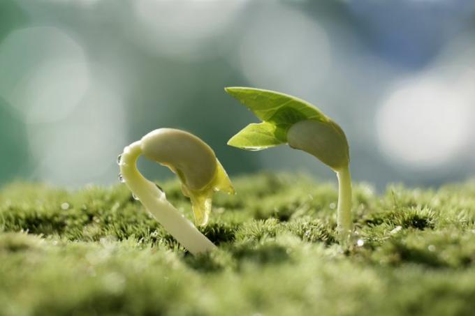 Jag har en planta. Delar av en blommande planteringsquiz