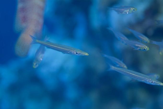 Juvenil Barracuda (Sphyraena Sp.). Hittade bland en tät skola av Yellow Sweeper som använde skyddet av en Redmouth Grouper, tills deras ökande storlek gav bort deras kamouflage. röda havet