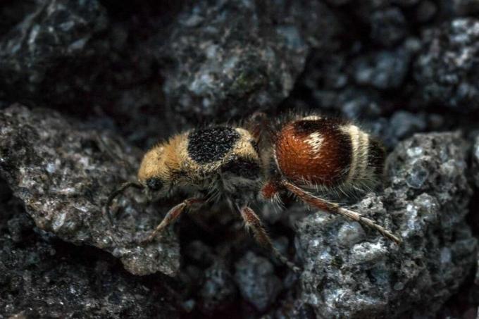 Velvet Ant