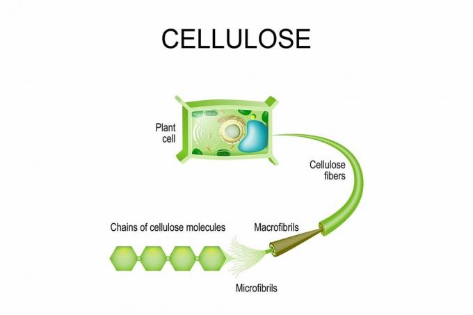 Cellulosa i växter