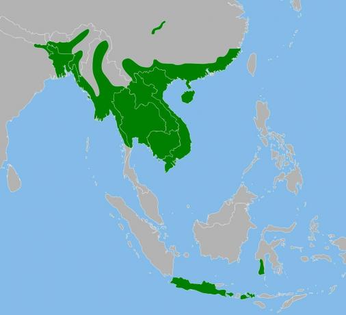 Burmesiska pytonsortiment i Asien.