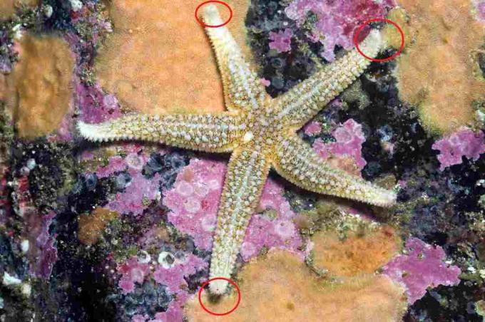 Common Sea Star, visar ögonfläckar / Paul Kay, Getty Images