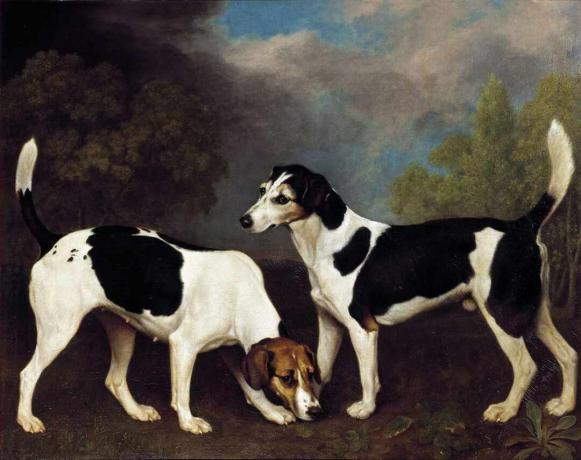 george stubbar par rävhundar