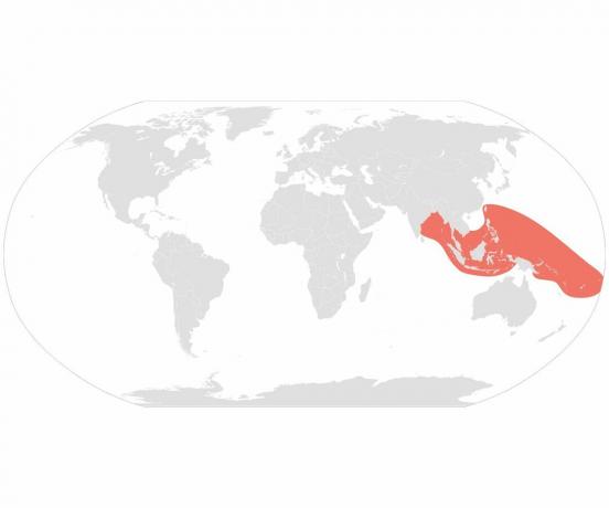 Bandad sjökrait (Laticauda colubrina) distribution.