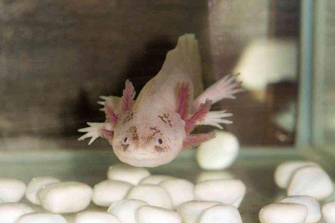 En axolotl kommer att äta allt tillräckligt litet för att passa in i munnen.