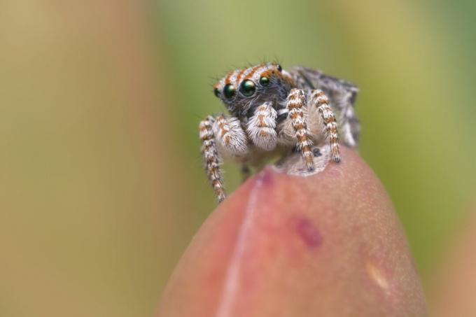 påfågel hoppningspindel