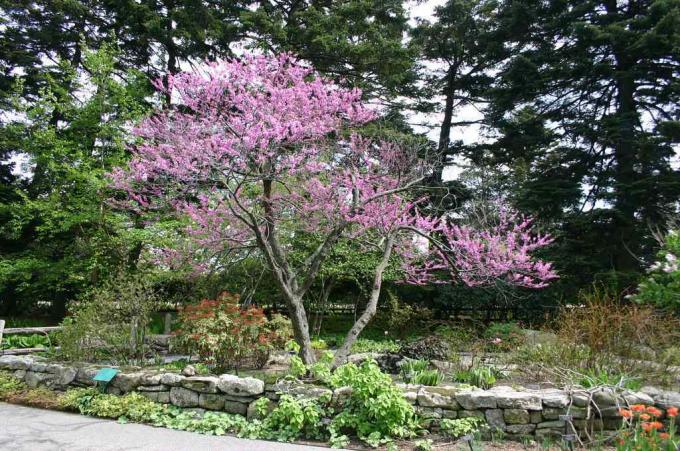 Östlig redbud i en trädgård.