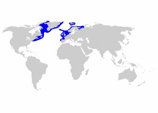 Grönlands hajfördelning