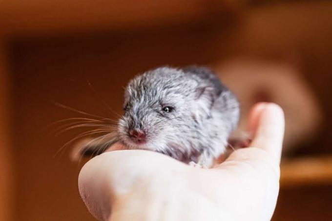 Baby chinchilla