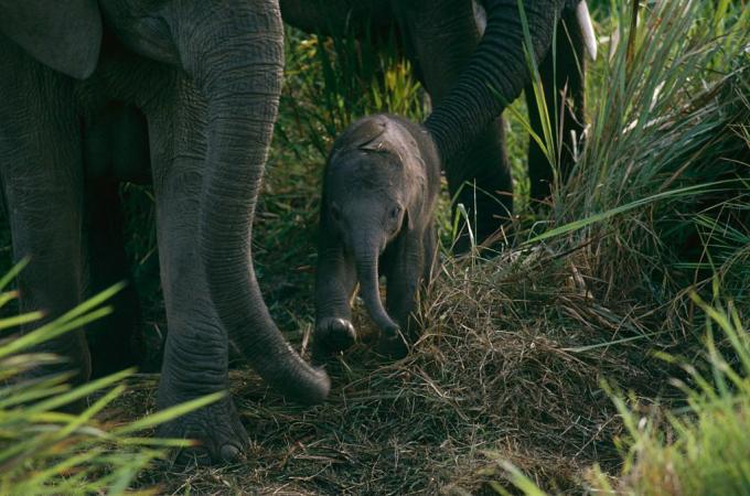 Behandla som ett barn elefanten i Virunga National Park