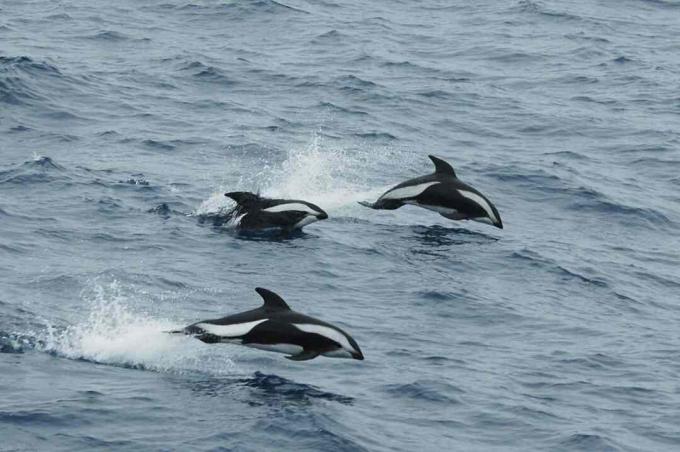 Timglasdelfiner i Drake Passage