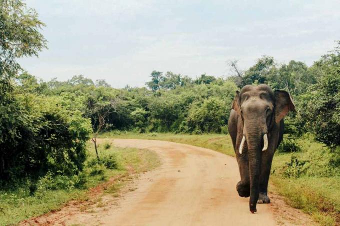 Asiatisk elefant på Yala National Park