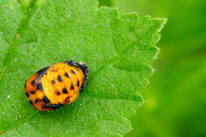 Nyckelpiga Pupa på ett grönt blad