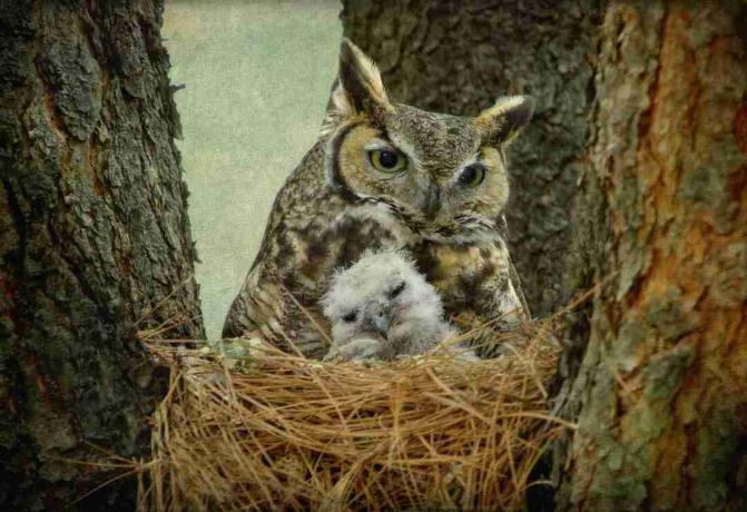 Great Horned Owl mamma och baby