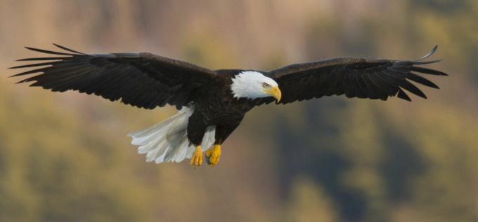 Skallig örn (Haliaeetus leucocephalus) skyhög med karakteristiska platta vingar.