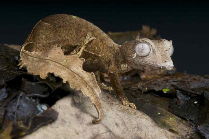 Den sataniska lövstjärta gecko är en spektakulär, kamouflerad ödla som är endemisk till de sista återstående regnskogarna i Madagaskar.