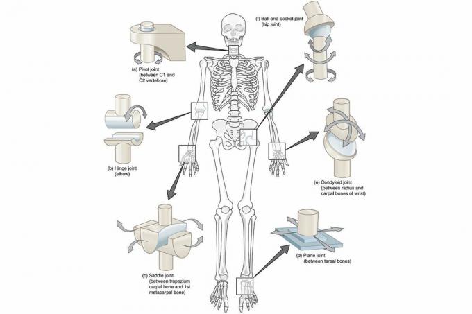 Diagram över synovialförband i hela kroppen på en vit bakgrund.