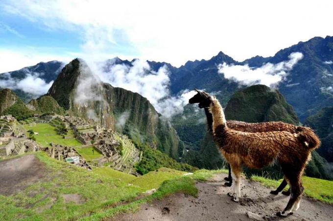 Lama i Peru