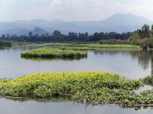 Sjön Lago Acitlalin i den ekologiska parken (Parque Ecologico de Xochimilco) är ett enormt naturreservat i våtmarkerna i Xochimilco i söder av Mexico City, Mexiko.