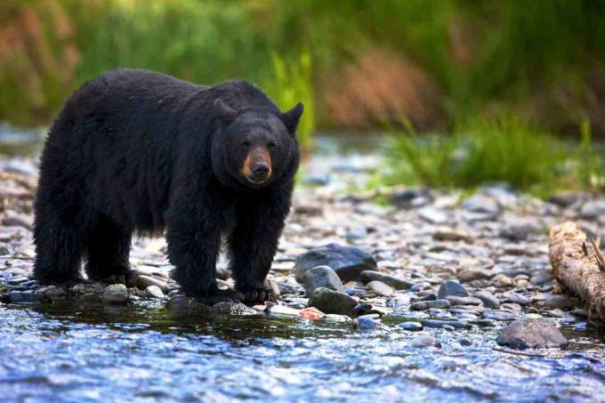 Svartbjörn (Ursus americanus) som står i stenig ström, British Columbia, Kanada