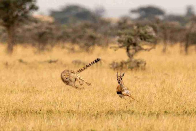 En cheetah använder sin svans för att hjälpa till att ändra riktning medan han jagar.