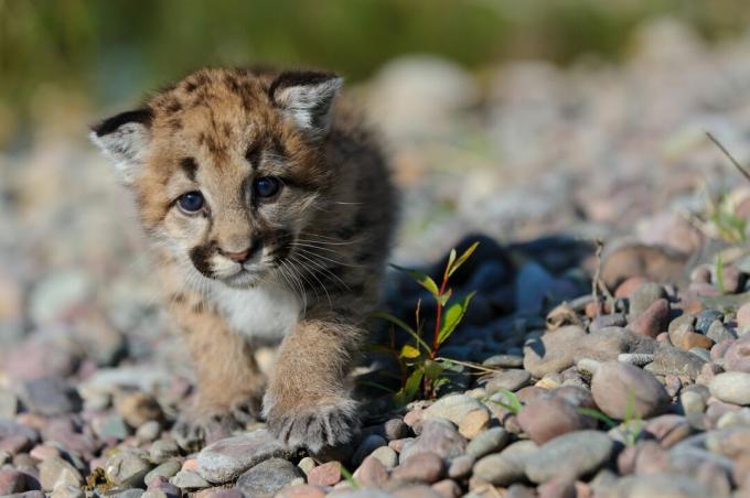 Kattungar i bergsljon är fläckiga och har blå ögon.