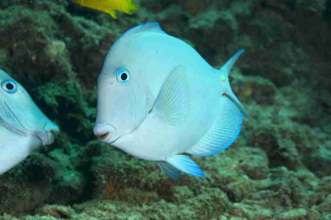 Atlantblå tang (Acanthurus coeruleus)