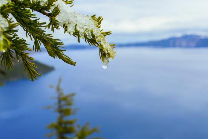 Närbild av smältande snö på trädfilial över krater sjön, Oregon, USA