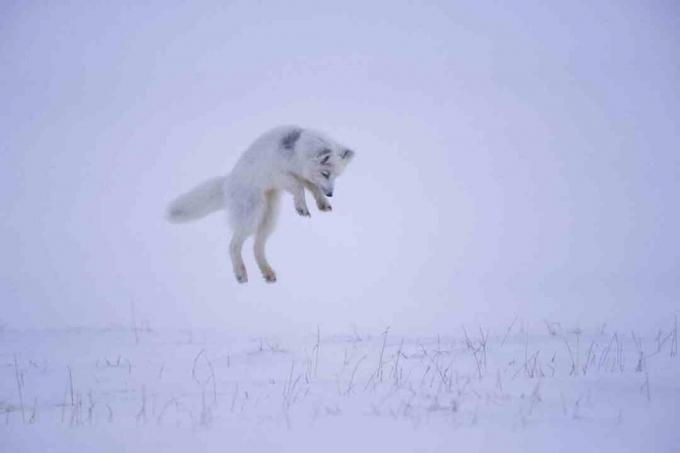 När en arktisk räv hör en gnagare under snön hoppar den ut i luften för att tyst slå på rovet uppifrån.