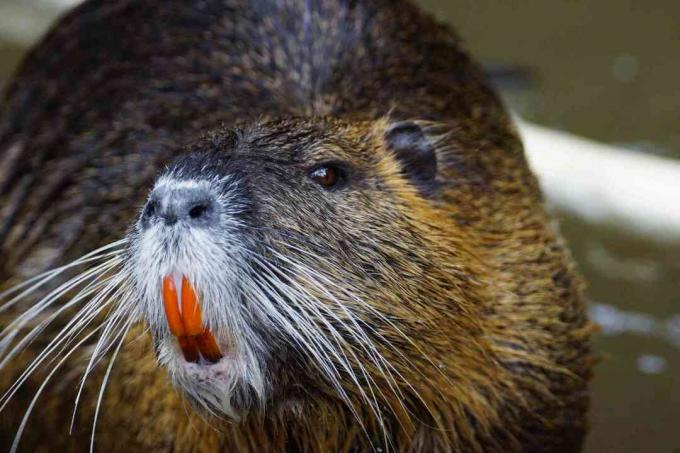 Nutria närbild