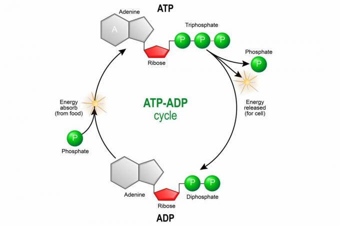 ATP ADP-cykel