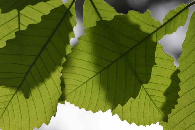 Makro av tandiga ekblad som gjuter skuggor på nedre blad