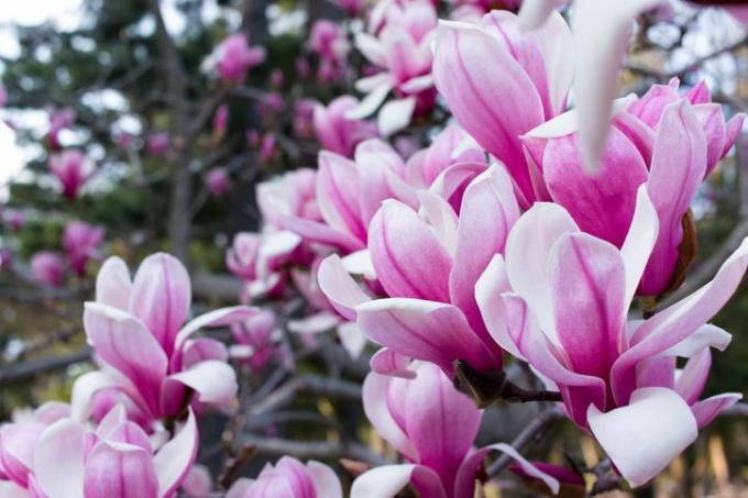 Magnolia Flowers