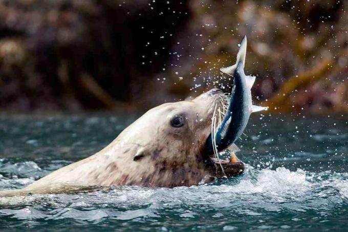 Sea Lion fångar fisk