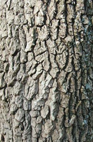 Persimmon Bark