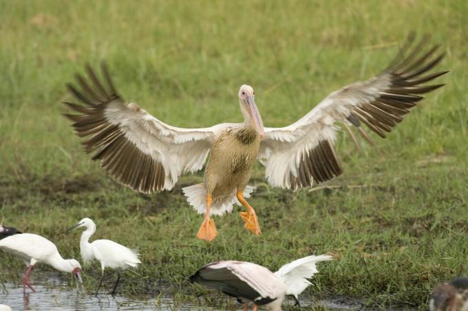 Pink-backed Pelicans (Pelecanus rufescens) landning, Okavango Delta, Botswana