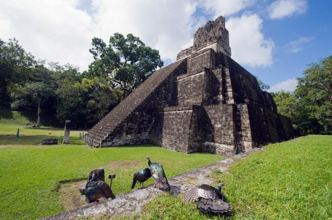 Ocellated Turkiet (Agriocharis ocellata) i Tikal