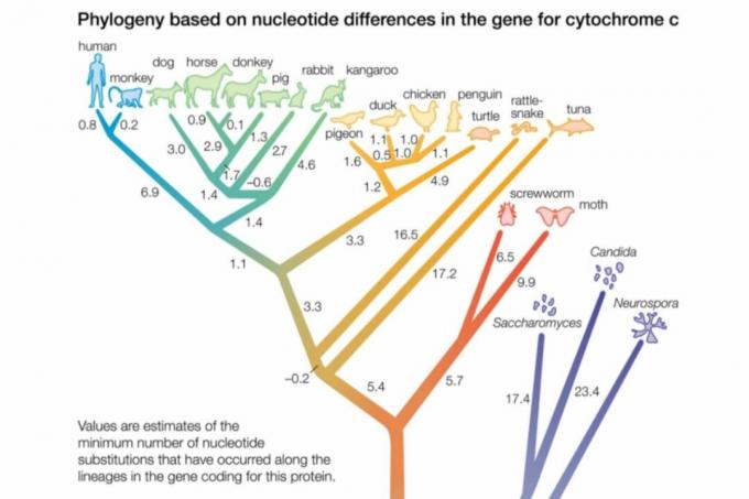 Filogenic träd närbild