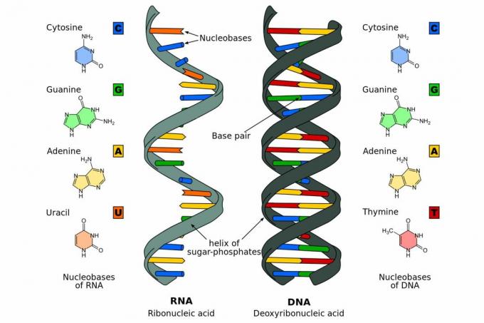 DNA mot RNA