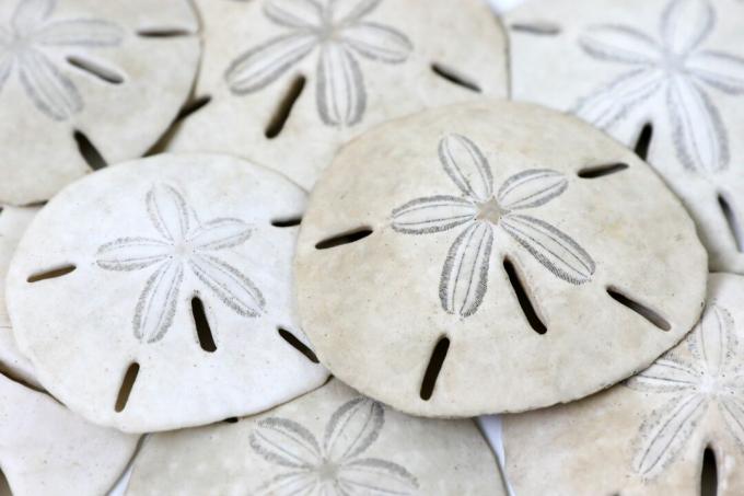 Slut upp av högen av sanddollars