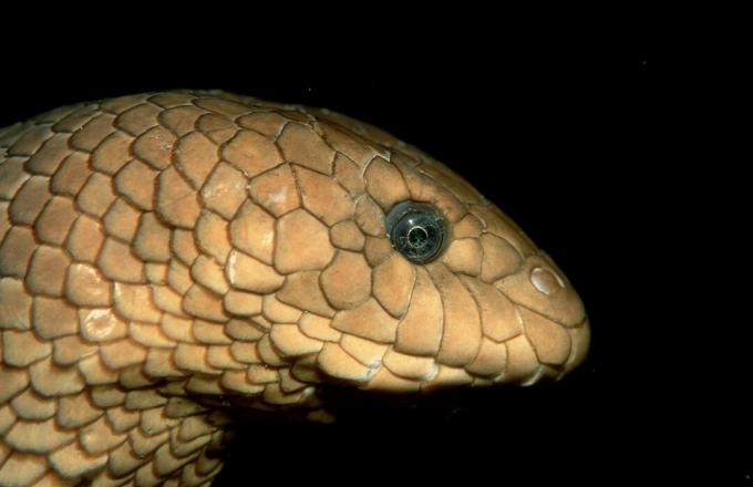 Olivhavsorm, Hydrophiidae, Stilla havet, Papua Nya Guinea