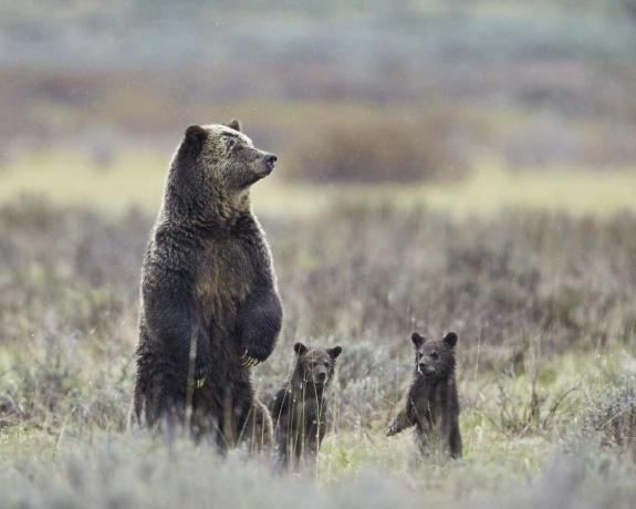 Grizzlybjörn (Ursus arctos horribilis) så och två ungar av året som alla står upp på bakbenen, Yellowstone National Park, Wyoming