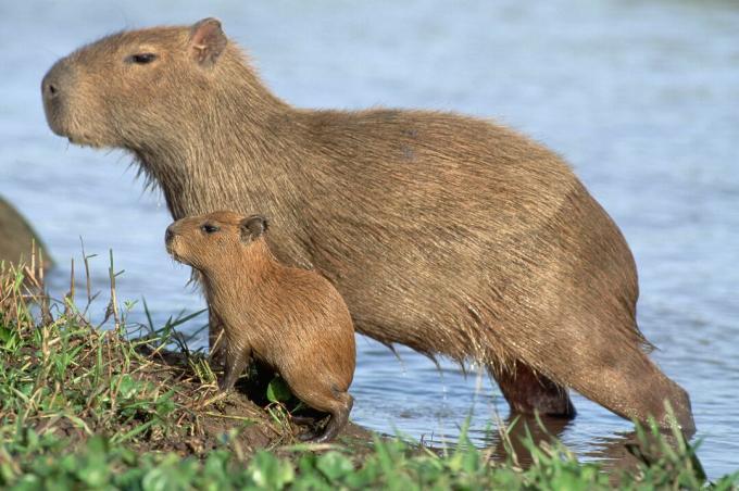 Capybara young är miniatyrversioner av sina föräldrar.