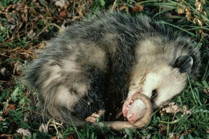 Virginia Opossum spelar död