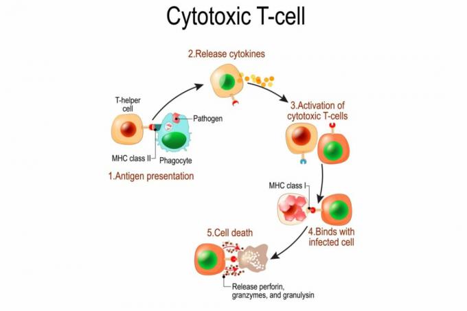 T-cellaktivering