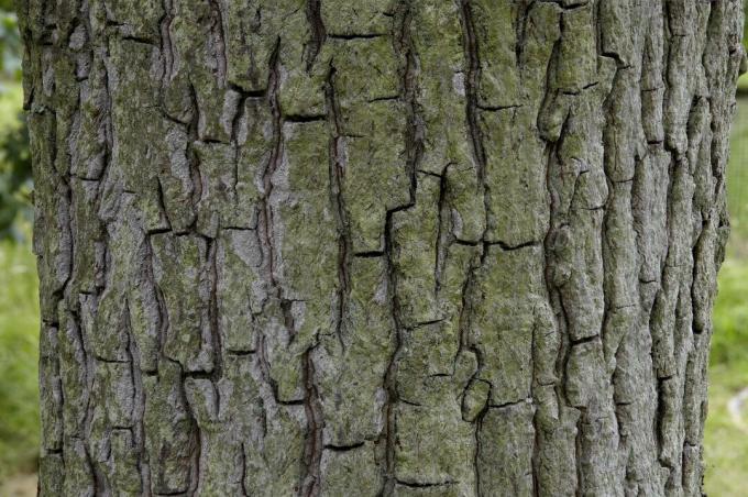 Carya tomentosa, Mockernut hickory, närbild på bark