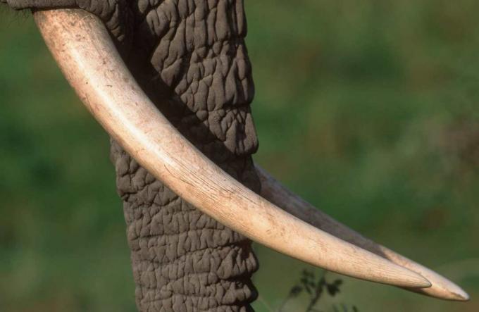 Afrikanska elefanter är de två arter av elefanter i släktet Loxodonta, en av de två befintliga släkten i Elephantidae. Tjuvjakt minskade befolkningen i Loxodonta i vissa regioner under 1900-talet.