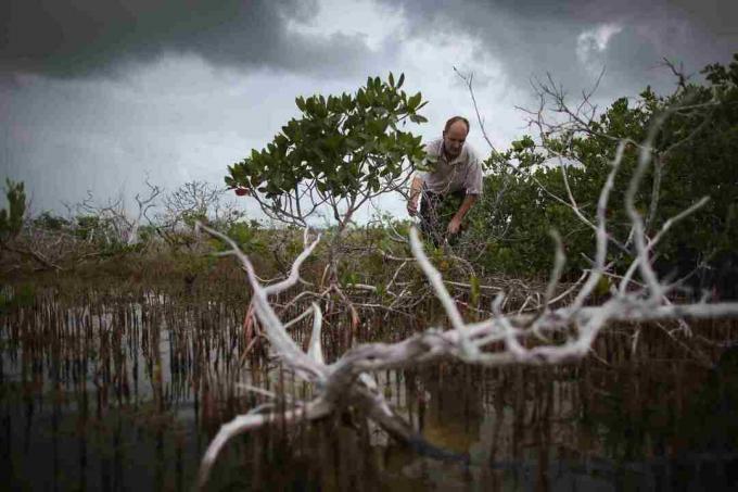 Klimatförändringar påverkar Florida Keys