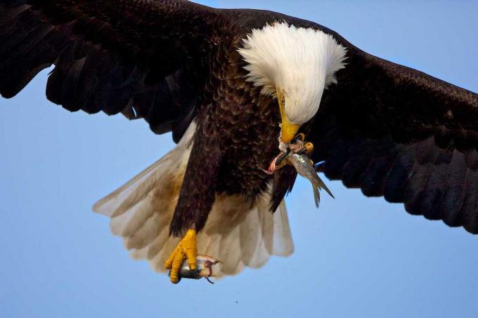 Skallig örn (Haliaeetus leucocephalus) som flyger och äter fisk, Homer, Alaska, USA