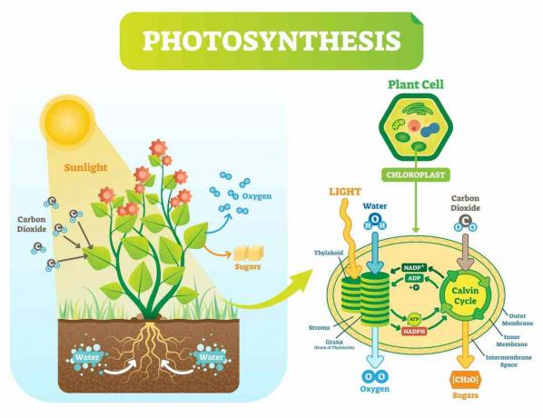 Fotosyntesdiagram